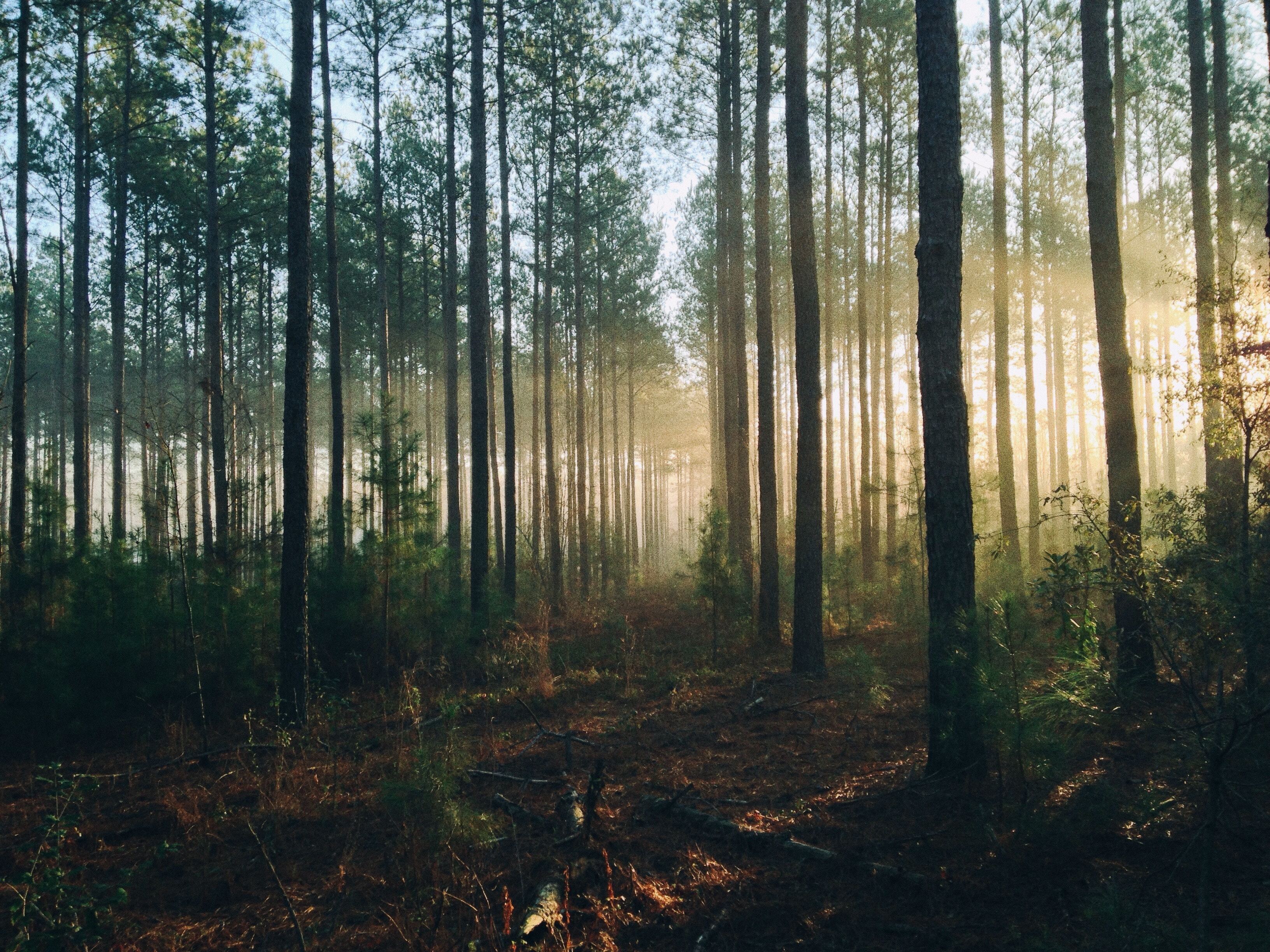 Laser and Sustainability: How Laser Technology Supports the Green Transition